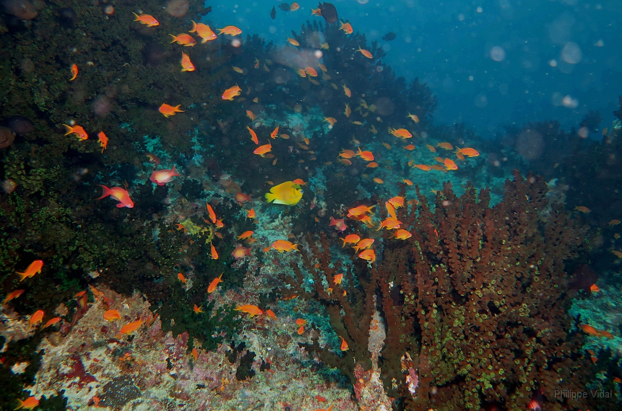 Velidhu - 2013_03_13 - IMG_0618rf_Barbiers rouges a queue de lyre Pseudanthias Squamipinnis_Nika point_Plongee.jpg